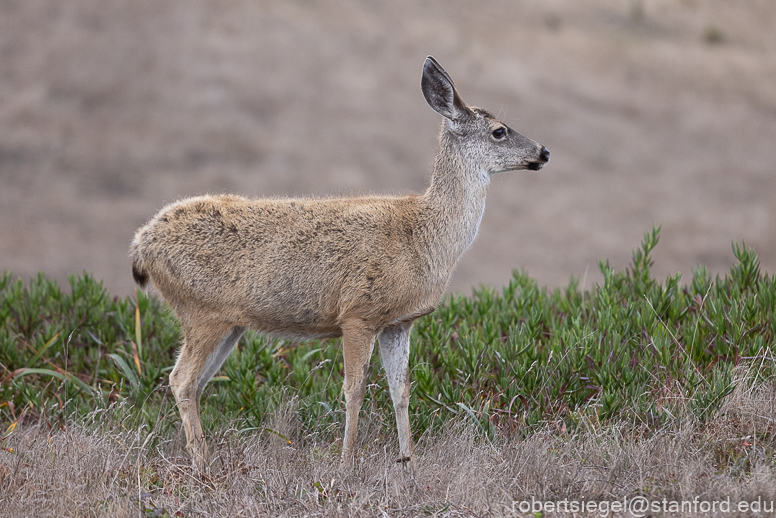 point reyes